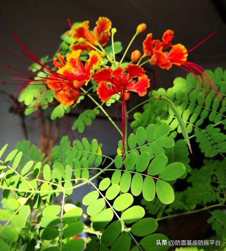 从发芽到开花的乐趣,从种子到果实成熟的感悟