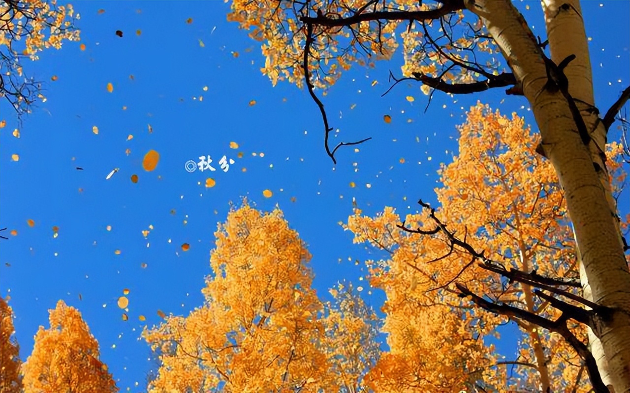 最美秋分诗词秋日胜春朝,秋分时节邂逅最美秋分古诗词