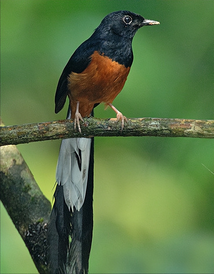 所有鸟图片大全大图,50张最佳鸟类摄影作品