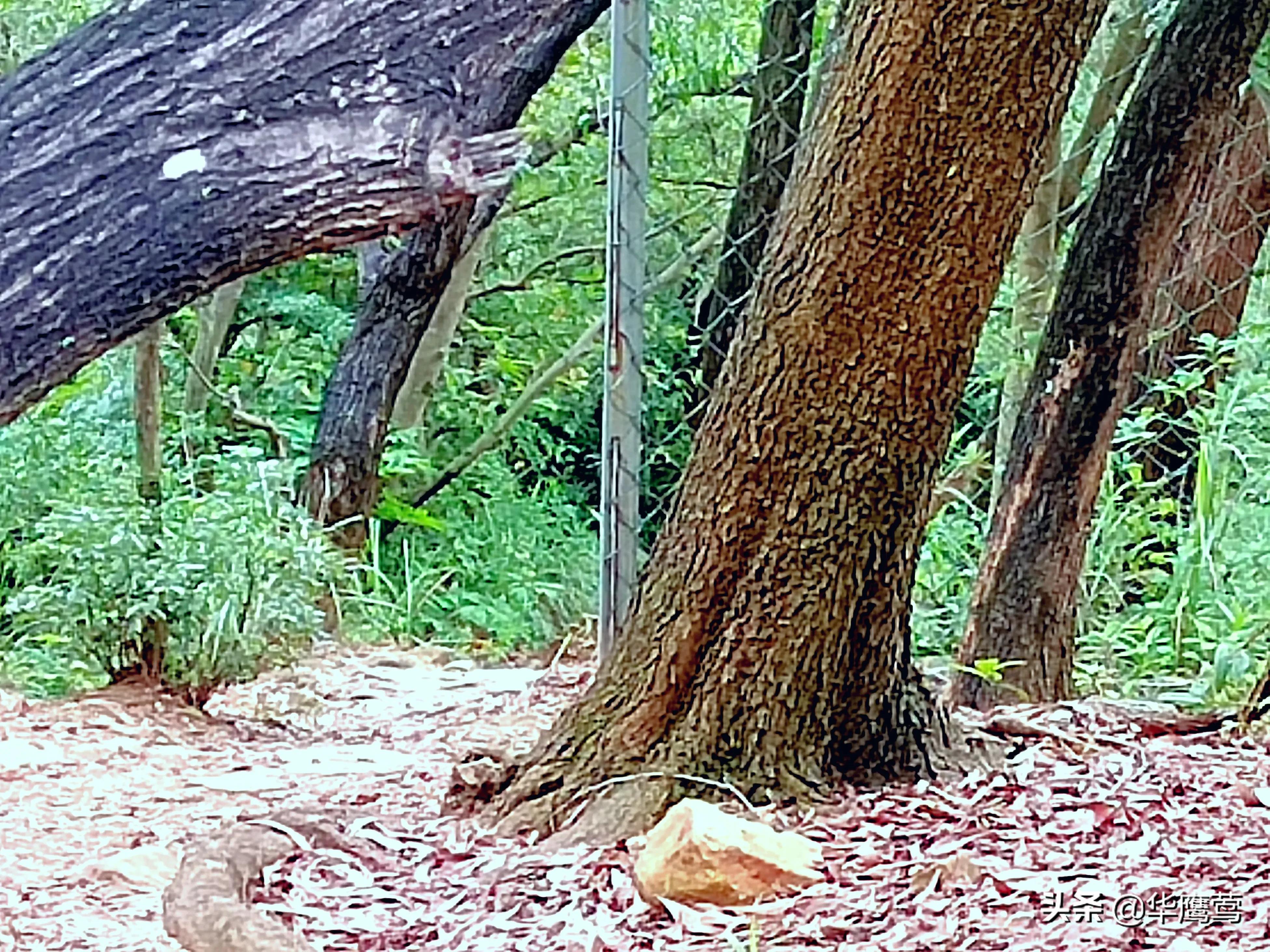 凤岗花园后面的原始森林