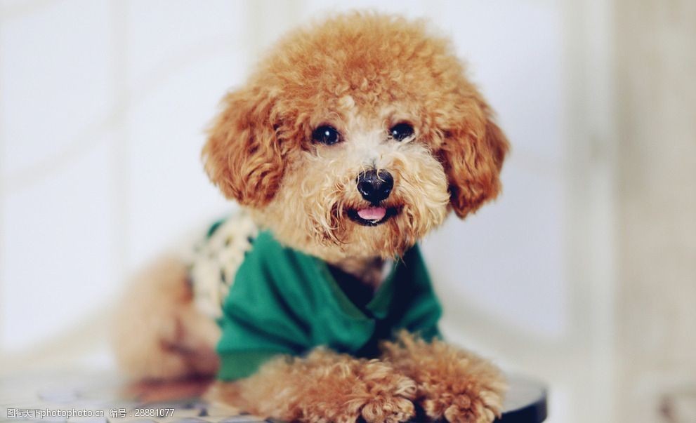 国家对养狗立法了吗,养狗有什么新的规定