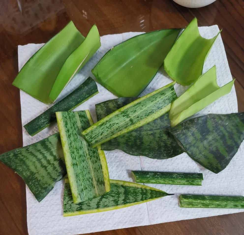 春天种的花花草草,9种花掐根枝就能活不用管就爆盆