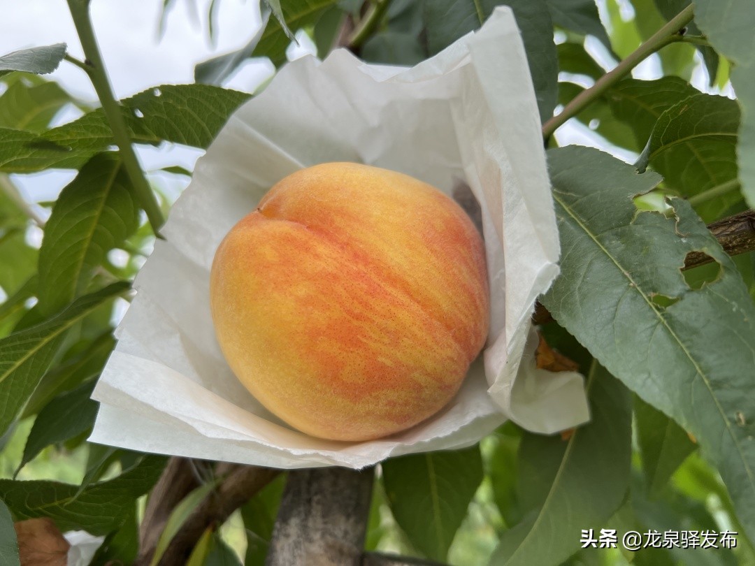 浙江早黄玉黄桃采摘在哪里,早脆黄桃品种