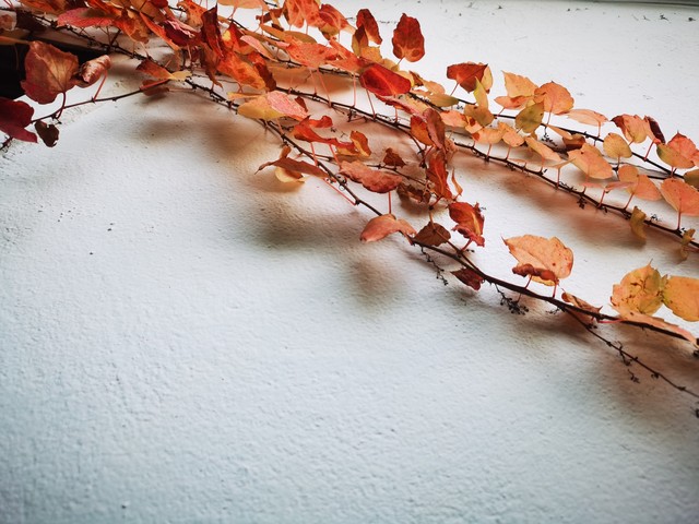 小妖告诉表姐她想离婚