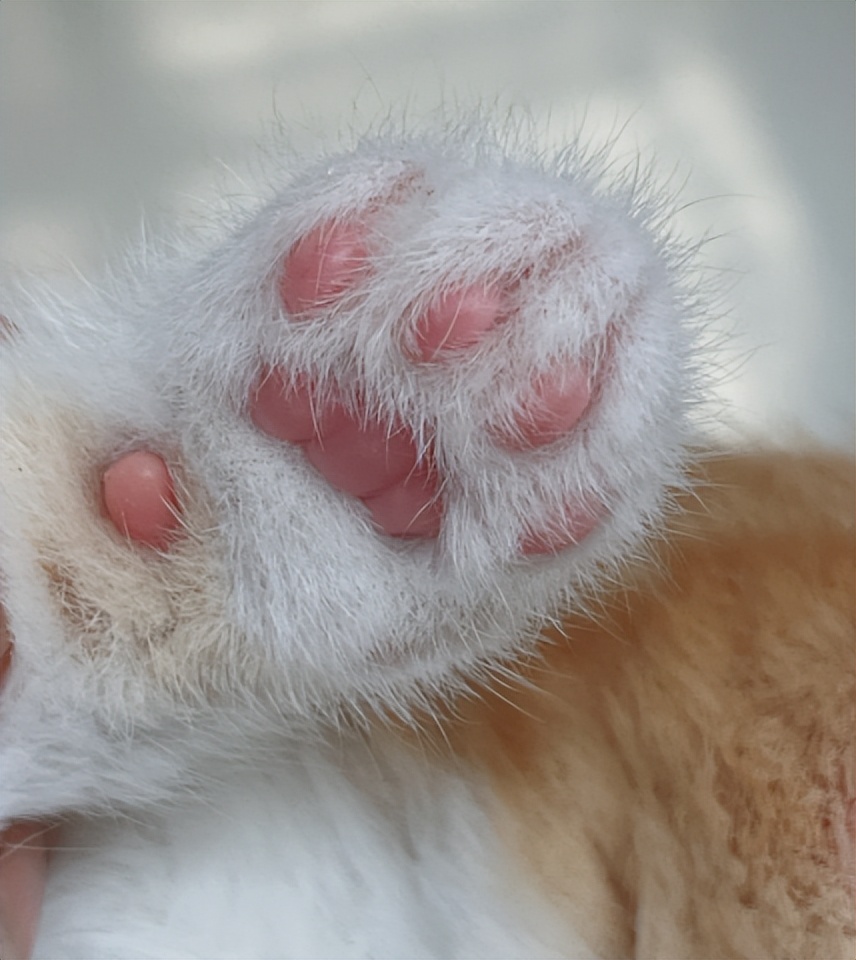 喵18猫砂怎么样,猫测评猫粮