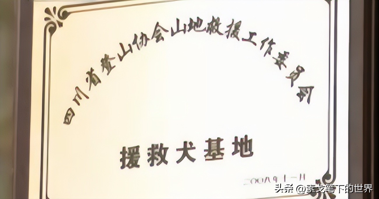 男子捡400只流浪狗,四川男子从路边捡来黑狗完整版