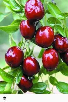 钻木取火木材着火点,适合钻木取火的木材