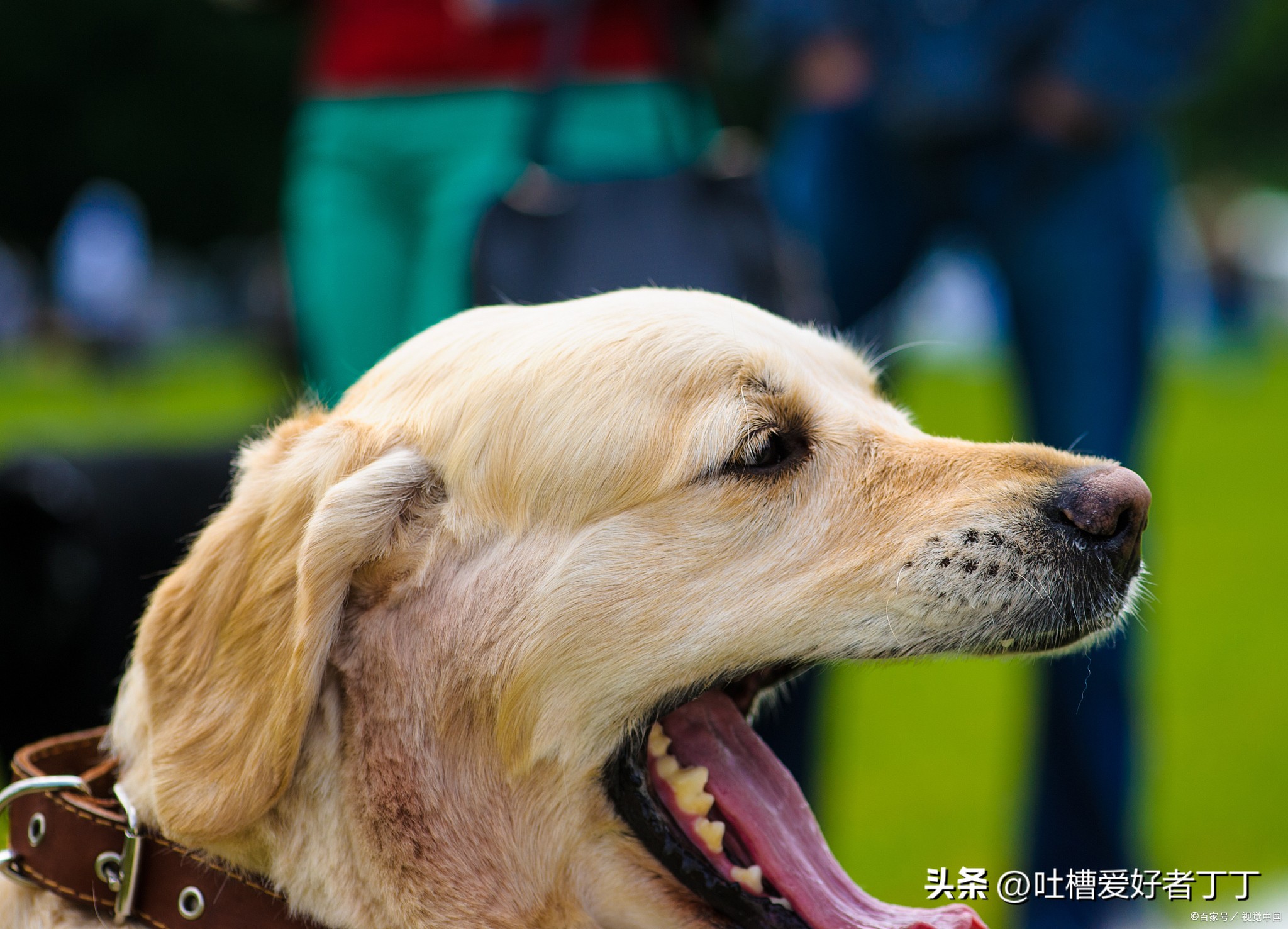 治疗狗蜱虫最好的药,狗身上蜱虫用什么药清除