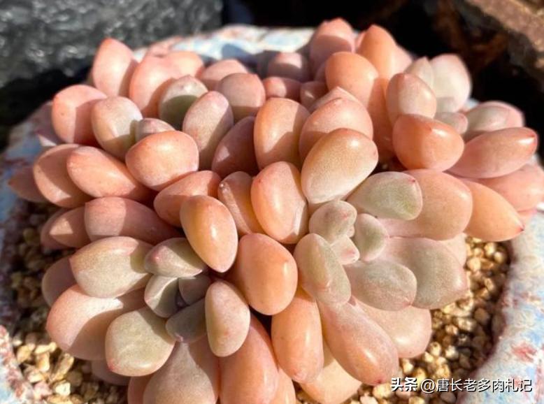 多肉白鹭最佳状态,白露说