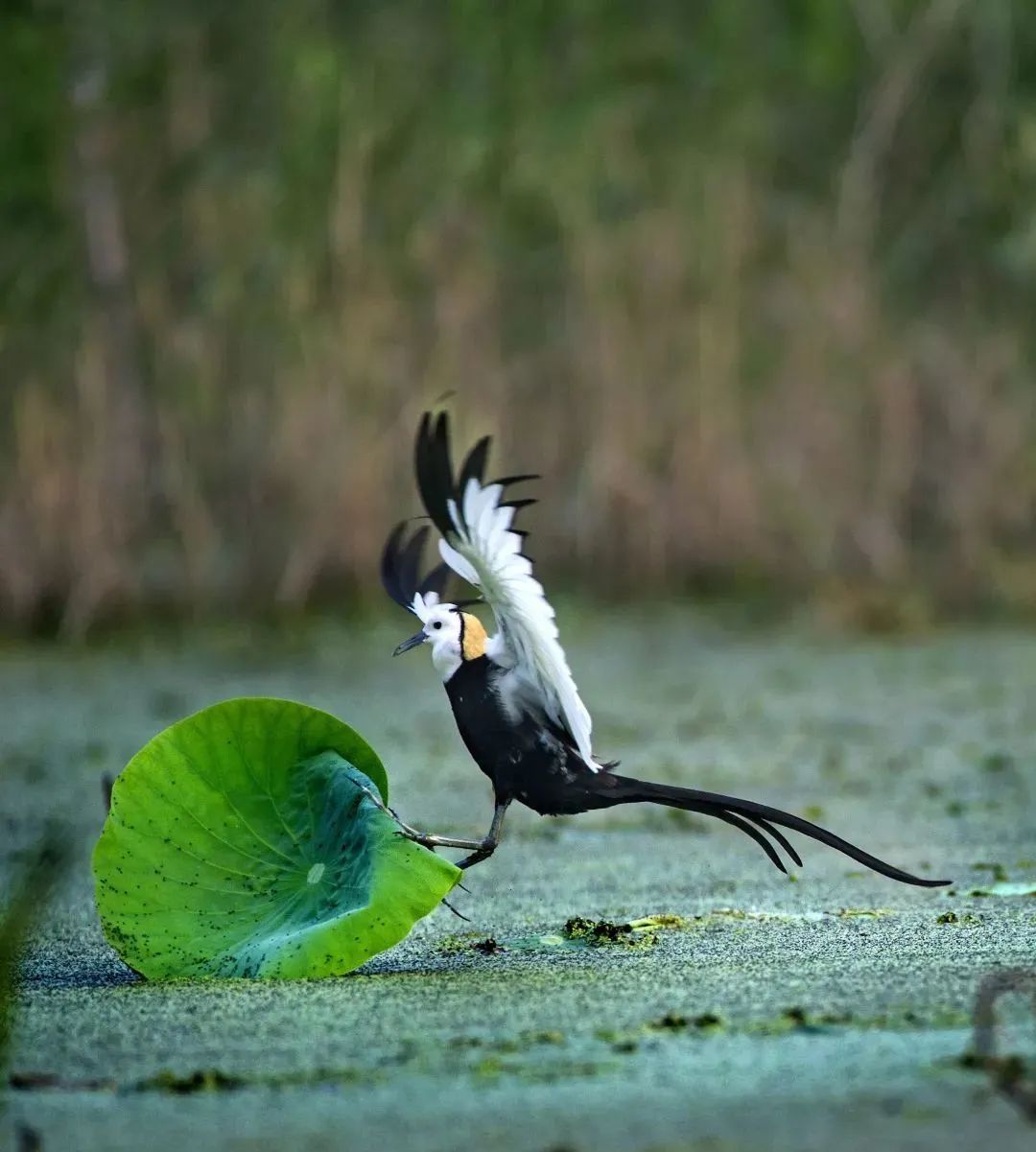 山东夏天去避暑最好的方法,夏日送清凉方案