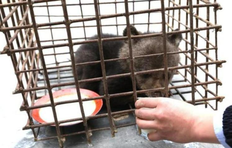 鏉戞皯鎶婄唺褰撶嫍鍏讳簡涓夊勾,琚潙姘戞敹鍏荤殑鐔婂唇