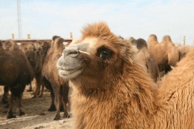 它能治病？请转给你的父母看看