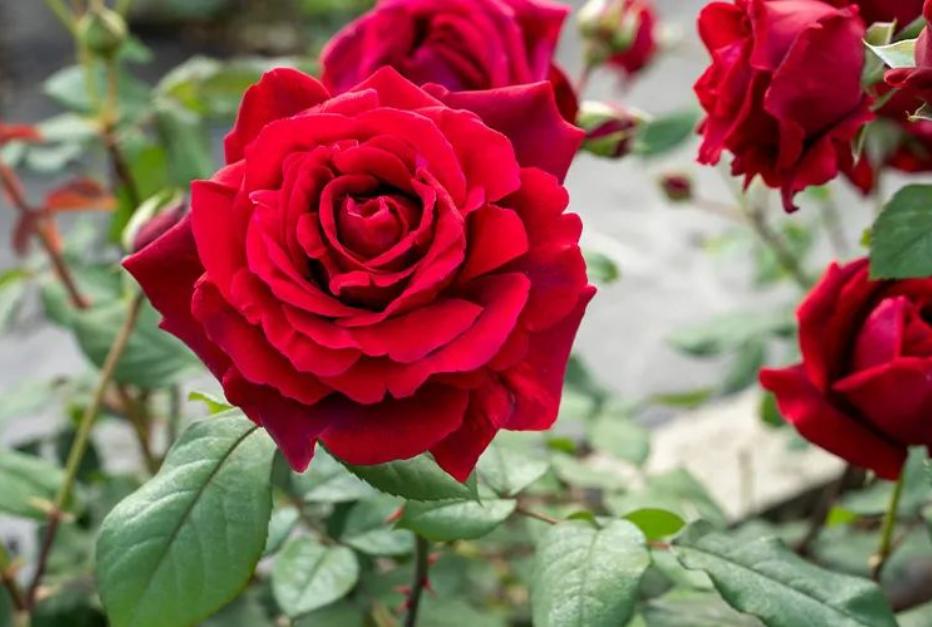 女人常喝玫瑰花的好处,女人冬天喝玫瑰花好不好