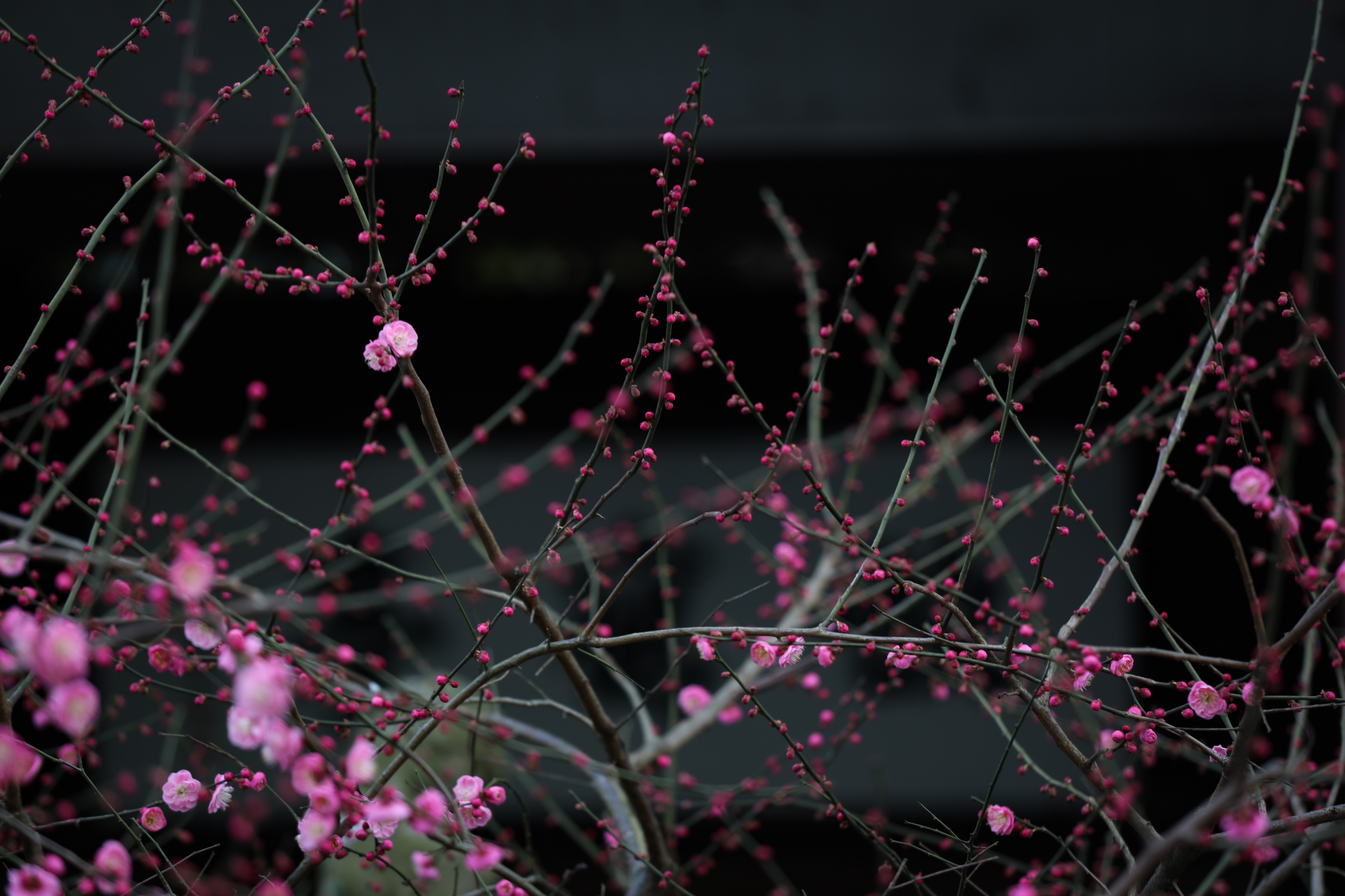 杭州植物园梅花哪里最茂盛,杭州超山再现十里梅花香雪海盛况
