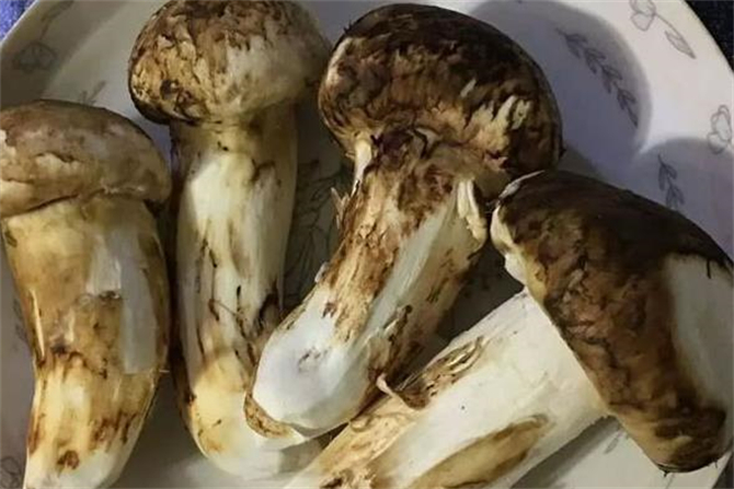 鲜松茸怎么处理清洗保存,新鲜松茸如何清洗视频