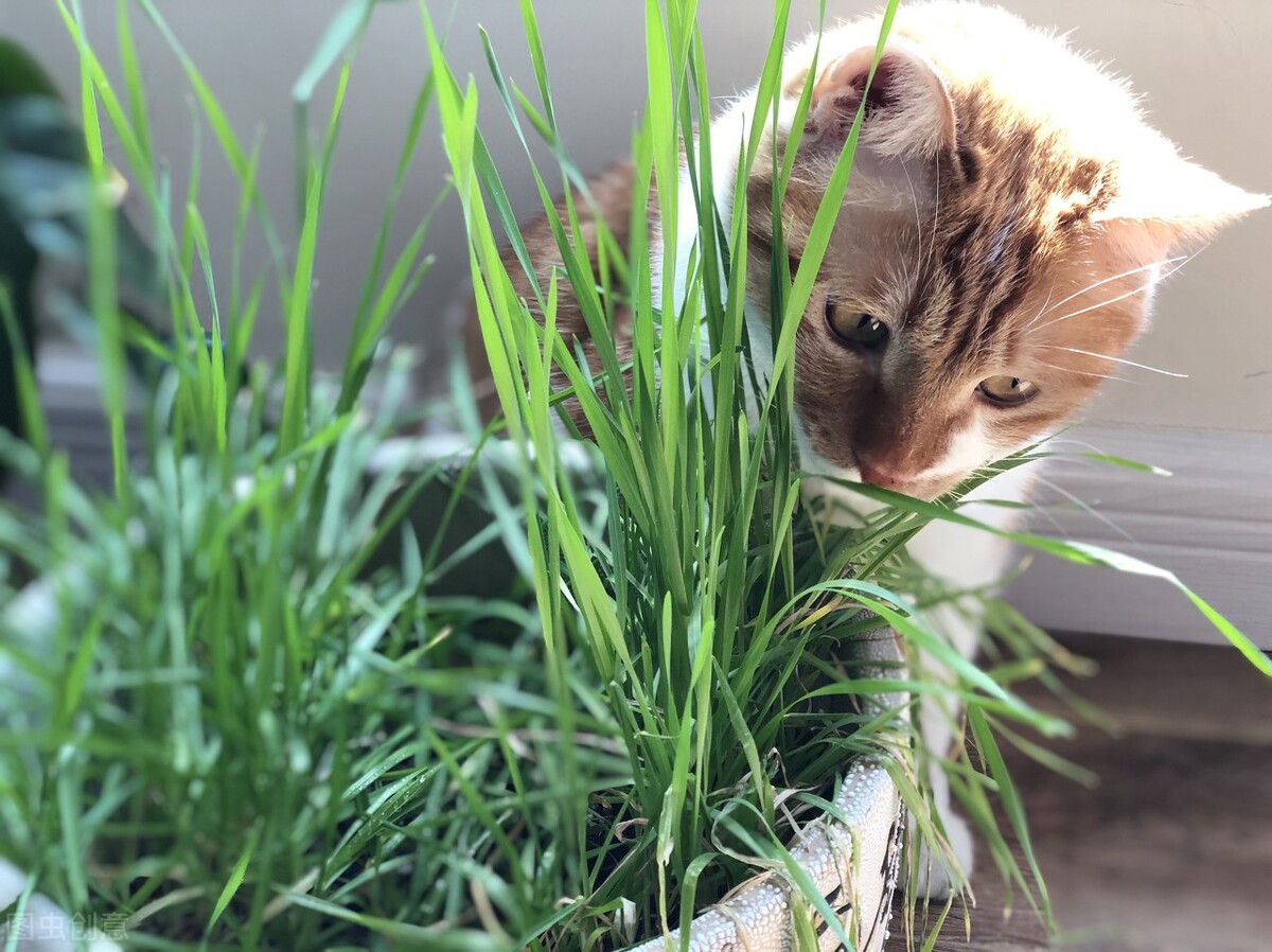 猫咪呕吐自查表,一个月猫咪呕吐的原因及处理方法