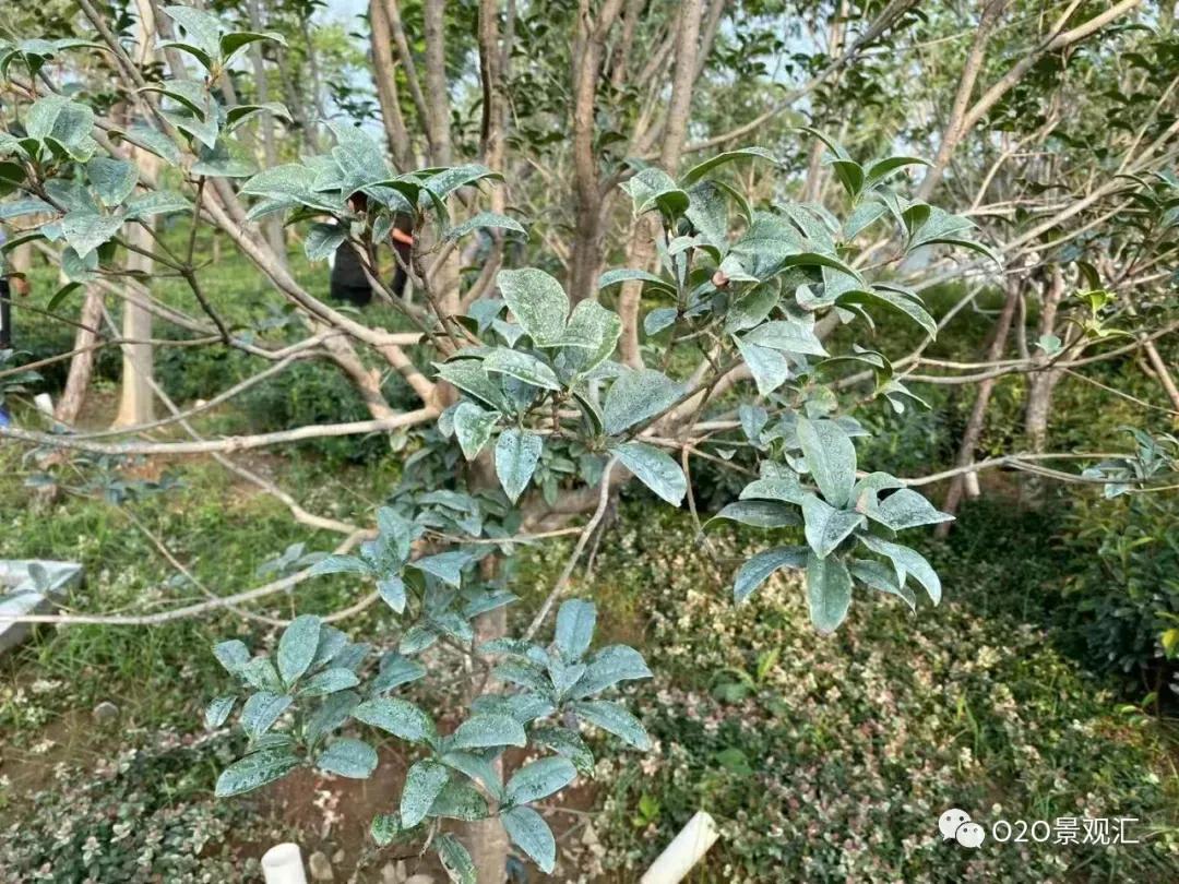 植物病害知识全解,春季植物病害防治方法