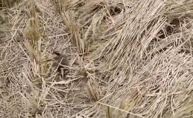 小灵猫深圳,深圳小灵猫