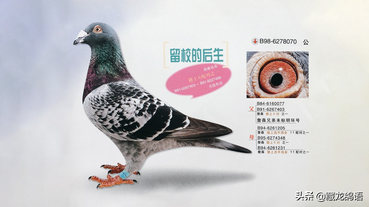 柯林沃克博士—谈鸽子气喘背后的真相