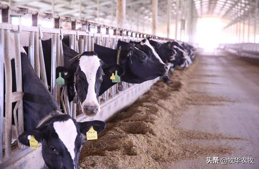 农村适合养殖什么利润高,农村笨鸡养殖利润和成本计算