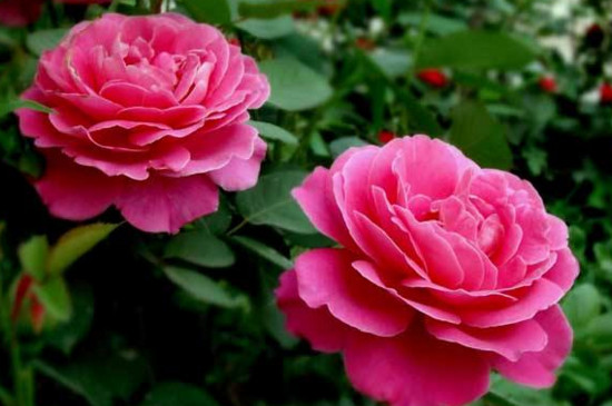 关于月季花的优美诗句,描写月季的诗句古诗名句