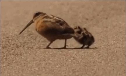 20张珍稀罕见动物照片,16张罕见的动物照