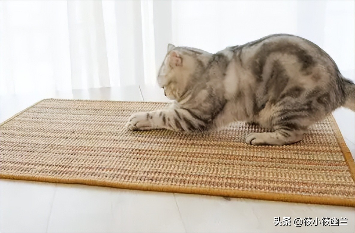 猫咪的习性和外形简单描写,猫咪的习性及常见疾病