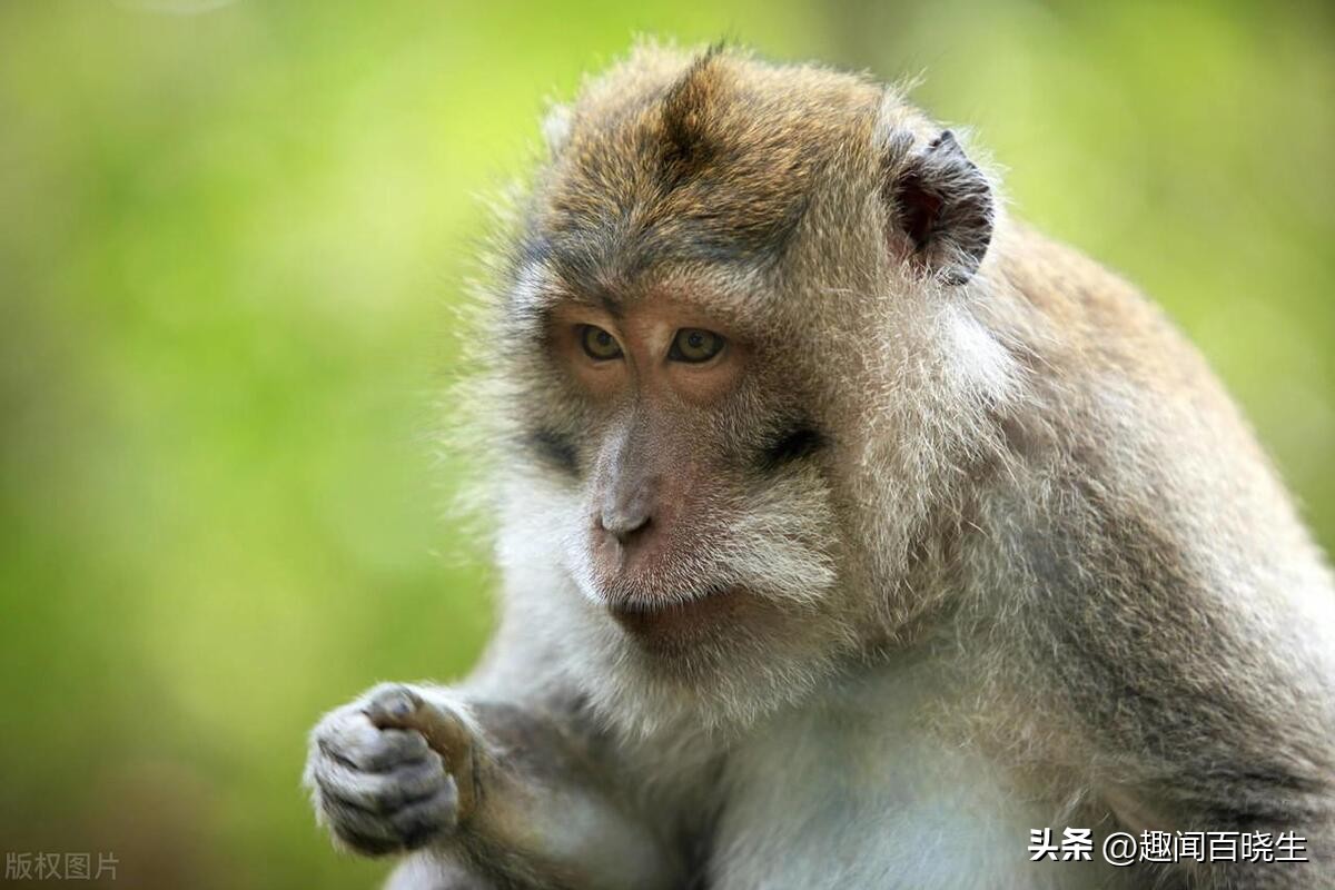 属猴的梦见老虎好不好周公解梦,属猴的梦见真猴子是什么意思呢