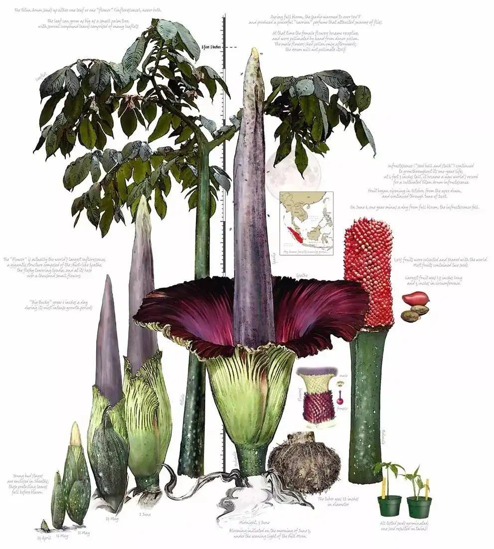 尸香魔芋生长全过程,昆明有尸香魔芋么