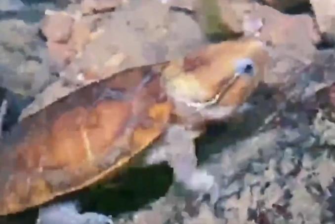 北京男子捡到乌龟饲养7年,北京男子捡到乌龟养了8年