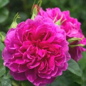 月季安妮公主怎么养,美人丽芙法式优雅月季