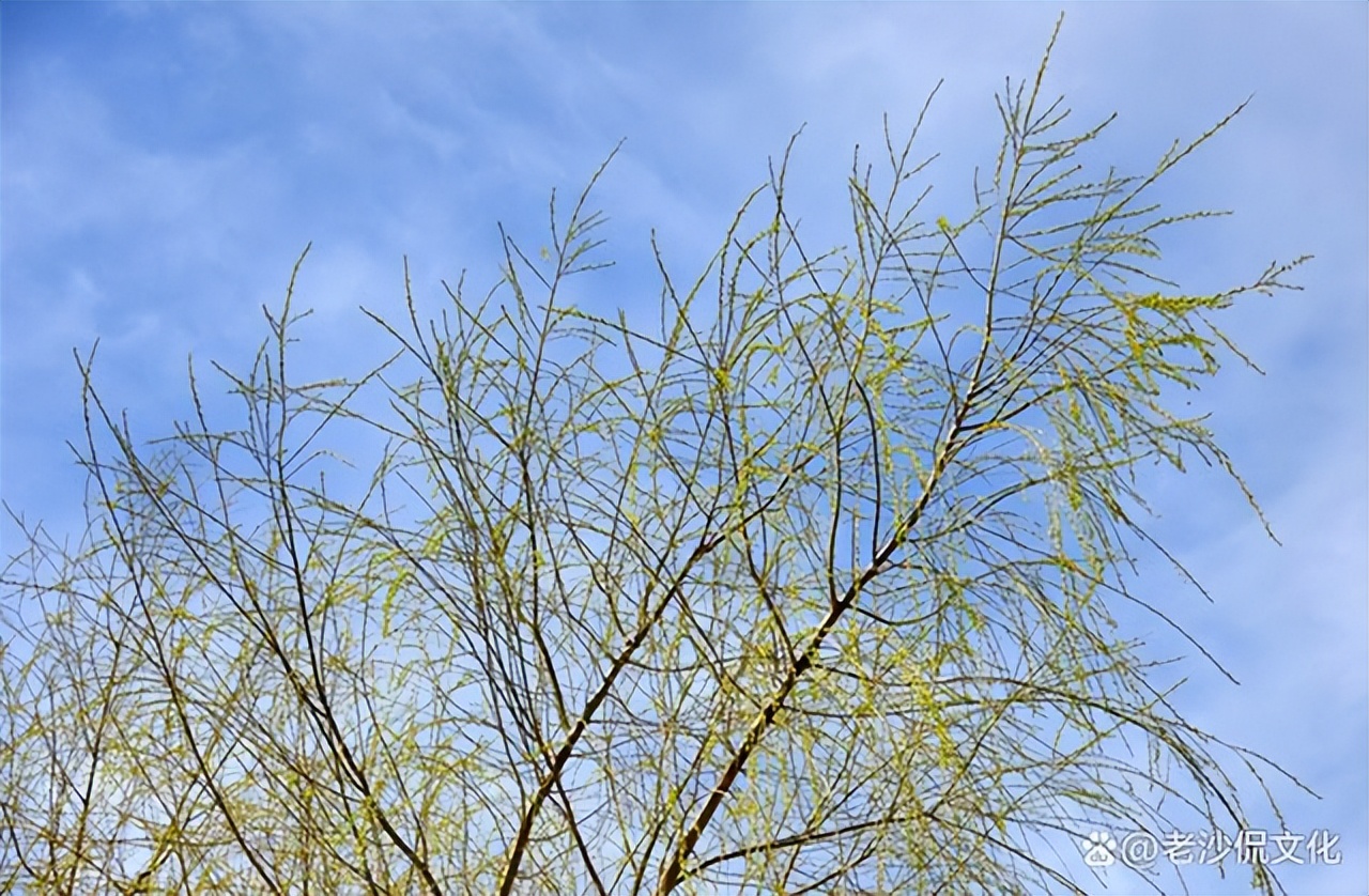 早春的诗句古诗大全,十首优美的古诗春