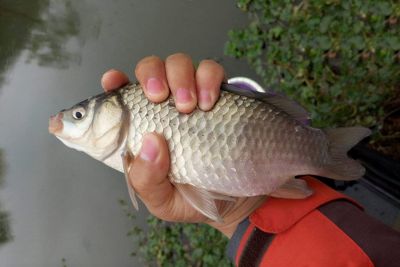 鲫鱼最爱吃的十种食物,大鲫鱼怎么做不用挑刺