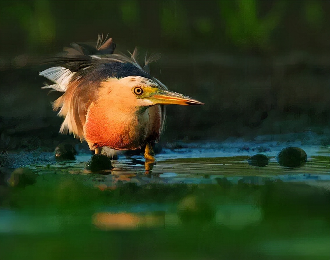 羽色最绚丽的鸟图片,鸟类雨后飞翔照片
