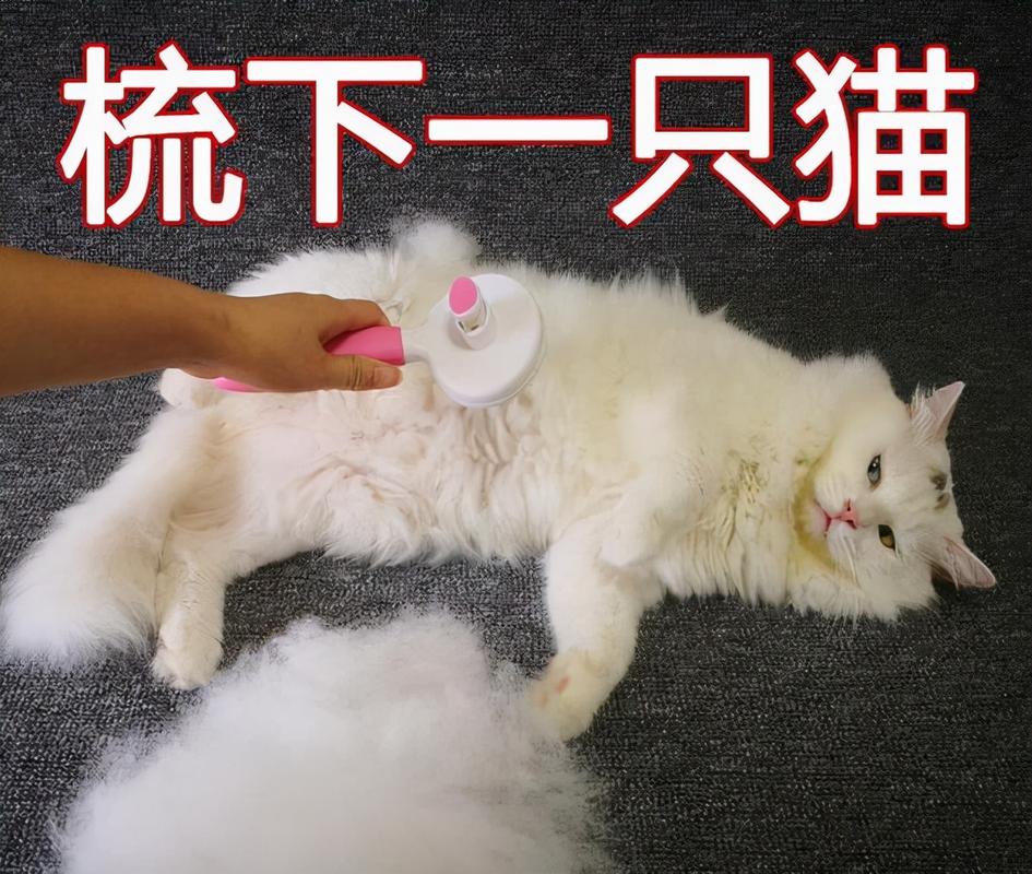 猫掉毛很厉害怎么办？这些育宠小技巧来救你！