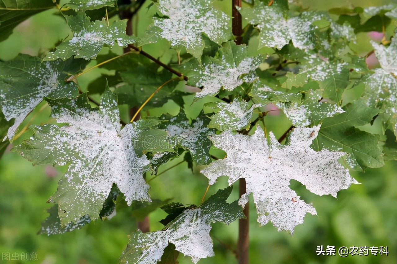 黑粉病用什么药最好,治白粉病的药什么时间打最好