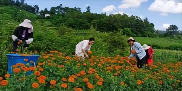 辛巴开国货计划新时代，即墨龙山：非遗公益课堂成暑期学习
