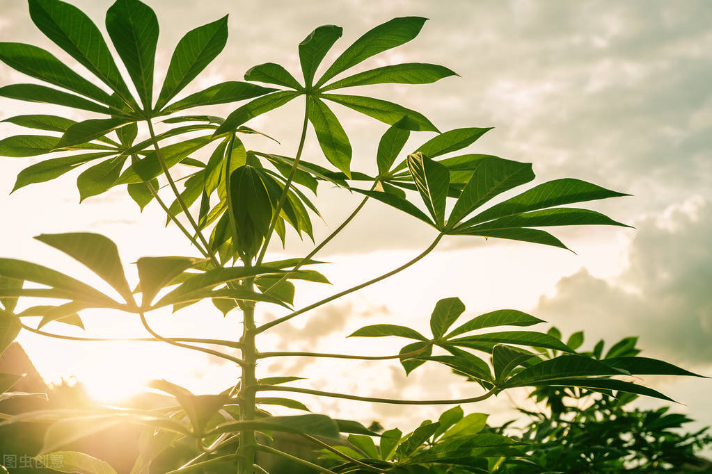 假红薯粉条曝光,315报道木薯粉条事件