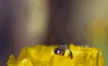 腊梅在温室和室外开花早晚一样吗,腊梅的花苞遇到正常温度就开花吗