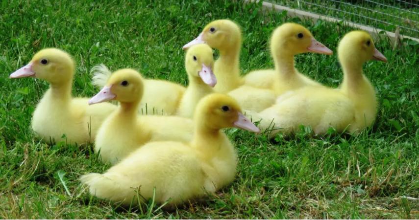 小鸭腿走路拐脚怎么回事,小鸭脚瘸是什么原因用什么药