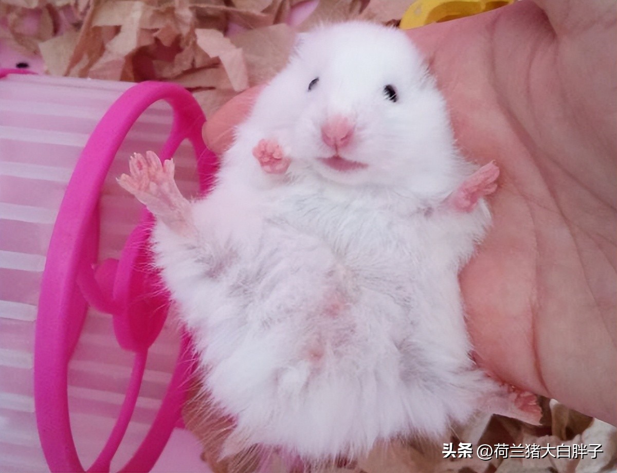 仓鼠饲养八大禁忌仓鼠吃什么蔬菜,饲养仓鼠的十大禁忌有哪些