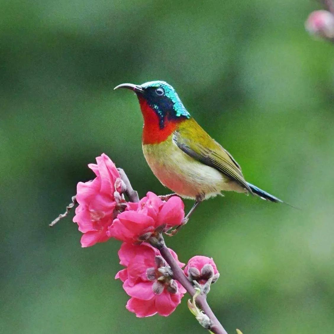 太阳鸟花,太阳鸟瞰最新作品