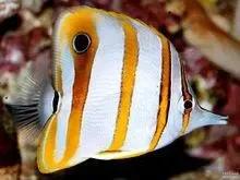 各种漂亮鱼的名称及图片,漂亮可爱的海水观赏鱼