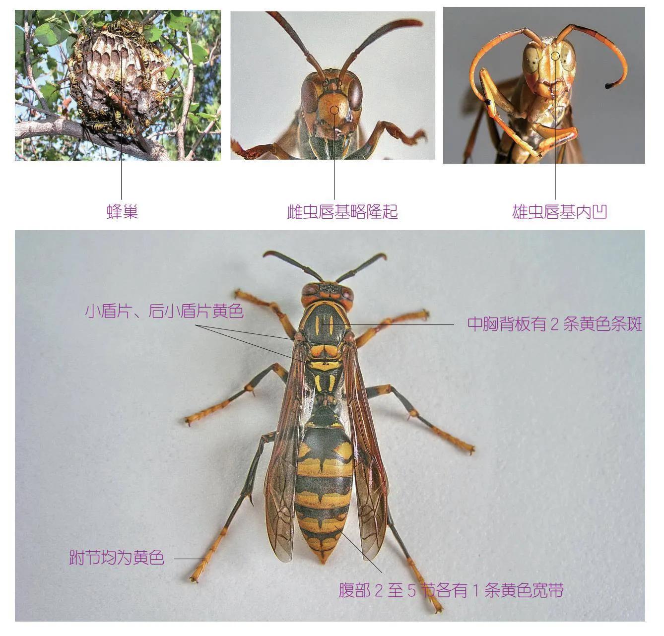 32种昆虫简介思维导图,32种食用植物