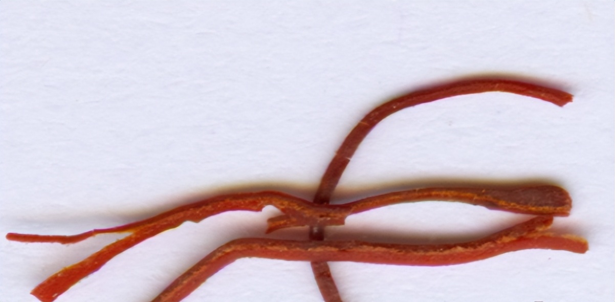 简单教你识别红花,番红花辨认