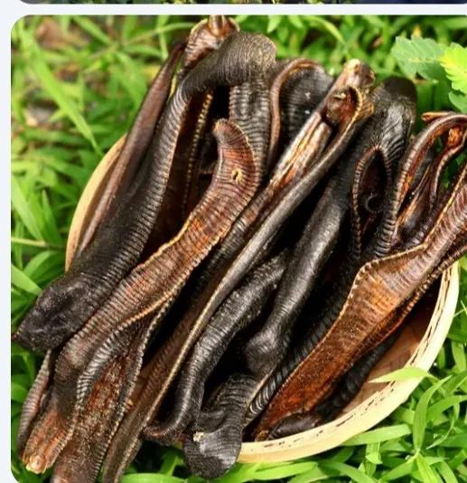 每天认识一味中药水蛭,水蛭煮熟了是一味中药吗