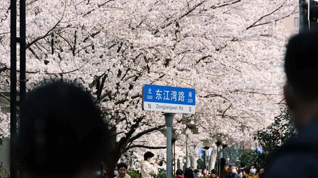 樱花最旺盛的时间,樱花最茂盛的时候是哪个季节