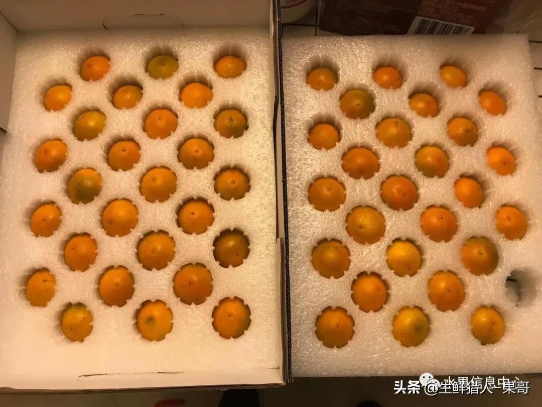 正宗广西融安脆蜜滑皮金桔,融安滑皮金桔和融安脆皮金桔区别