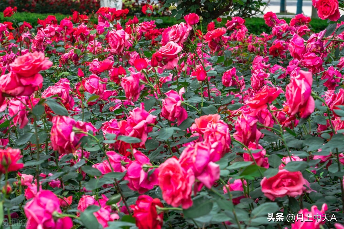 咏月季花七绝,咏月季花七绝七言诗