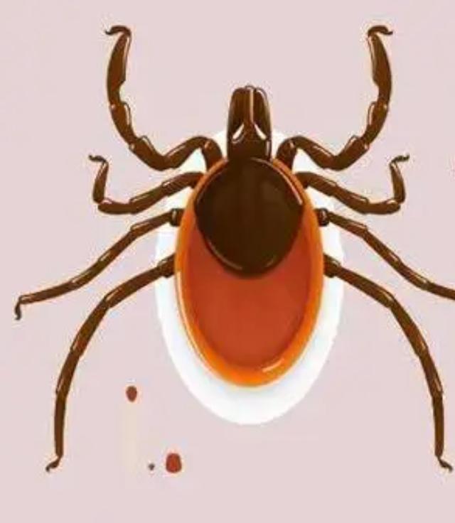 蜱虫致4位老人死亡,河南又一老人因蜱虫病死亡